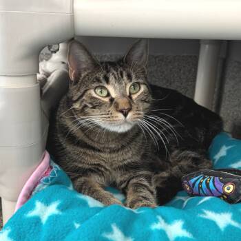 Rescue Domestic Short Hair Cats for Adoption in Chicago, Illinois - Erickson | PetCurious