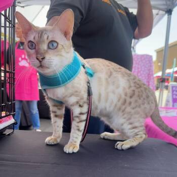 Luna -  Bengal Cat for Adoption in Los Altos, California - Luna | PetCurious