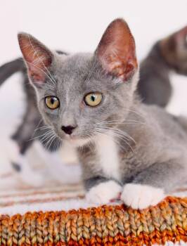 Smudge -  Domestic Short Hair and Russian Blue Cat for Adoption in San Diego, California - Smudge | PetCurious