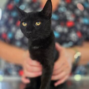 Dina -  Domestic Short Hair Cat for Adoption in Chapel Hill, North Carolina - Dina | PetCurious