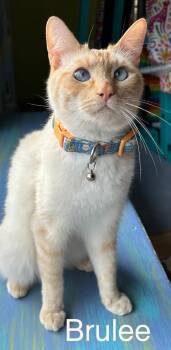 Siamese Cats Available for Adoption - BRULEE #1839C Offered By Owner | PetCurious