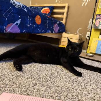 Kuro Neko - like cats and kids -  American Shorthair and Bombay Cat for Adoption in Austin, Texas - Kuro Neko - Like Cats And Kids | PetCurious