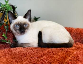 Princess Leia -  Siamese Cat for Adoption in Taylor, Michigan - Princess Leia | PetCurious
