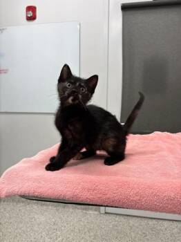 Peanut Butter -  Domestic Short Hair Cat for Adoption in Kansas City, Missouri - Peanut Butter | PetCurious