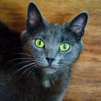 Domestic Short Hair Cats Available for Adoption in Cincinnati, Ohio - Jami | PetCurious