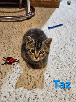 Taz -  Domestic Short Hair Cat for Adoption in Hartville, Ohio - Taz | PetCurious