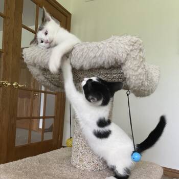 Dory -  Domestic Short Hair Cat for Adoption in Green Bay, Wisconsin - Dory | PetCurious