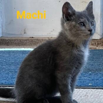 Machi -  Domestic Short Hair Cat for Adoption in Waldorf, Maryland - Machi | PetCurious