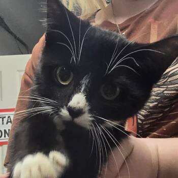 Renaldo -  Domestic Short Hair Cat for Adoption in Spokane, Washington - Renaldo | PetCurious
