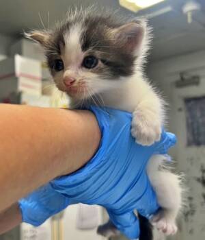 Rescue Domestic Short Hair Cats for Adoption in Morton Grove, Illinois - Mentary | PetCurious