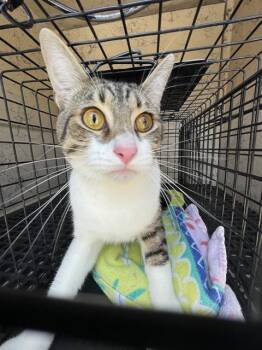 Domestic Short Hair Cats Available for Adoption in Killeen, Texas - NATE | PetCurious