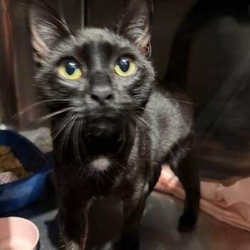Licorice -  Domestic Short Hair Cat for Adoption in Cumming, Georgia - Licorice | PetCurious