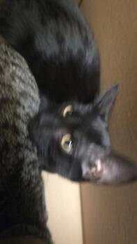 Catbird -  Domestic Short Hair Cat for Adoption in Wichita, Kansas - Catbird | PetCurious