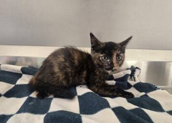 Alanis -  Domestic Short Hair Cat for Adoption in Dickson, Tennessee - Alanis | PetCurious