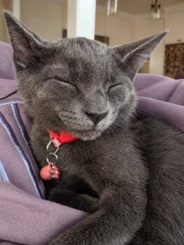 Sonny (with Cher) -  Domestic Short Hair Cat for Adoption in Silverton, Oregon - Sonny (with Cher) | PetCurious