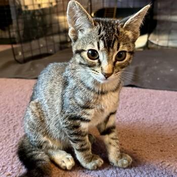 Aelin (bonded with Rowan) -  Domestic Short Hair Cat for Adoption in Santa Rosa, California - Aelin (bonded With Rowan) | PetCurious
