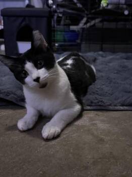 Domestic Short Hair Cats Available for Adoption - Patience | PetCurious