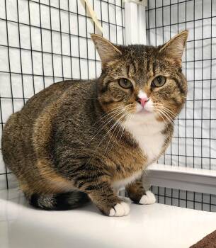 Domestic Short Hair Cats Available for Adoption in Kirkland, Washington - Brady | PetCurious