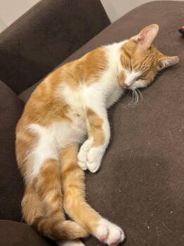 Rescue Domestic Short Hair Cats for Adoption in East Hanover, New Jersey - Goldie | PetCurious