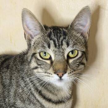 Domestic Short Hair Cats Available for Adoption - Bolt | PetCurious