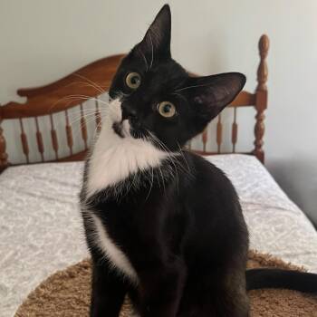 Burgess -  Domestic Short Hair Cat for Adoption in Richmond, Virginia - Burgess | PetCurious