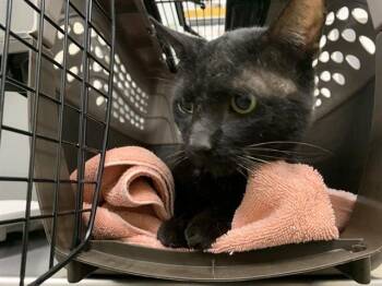 Rescue Domestic Short Hair Cats for Adoption in Pasadena, California - A524388 | PetCurious