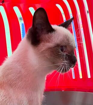 Domestic Short Hair Cats Available for Adoption in Burnsville, North Carolina - Mariah | PetCurious