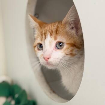 Domestic Short Hair Cats Available for Adoption in Champaign, Illinois - Lil Fishy | PetCurious