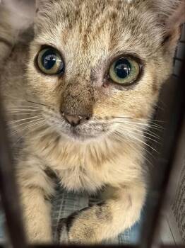 Domestic Short Hair Cats Available for Adoption in Fort Lauderdale, Florida - CLAIRE | PetCurious
