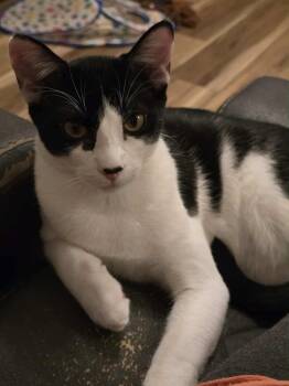 Rescue Domestic Short Hair Cats for Adoption in Edmond, Oklahoma - Huey | PetCurious