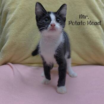 Mr. Potato Head -  Domestic Short Hair Cat for Adoption in Parkersburg, West Virginia - Mr. Potato Head | PetCurious