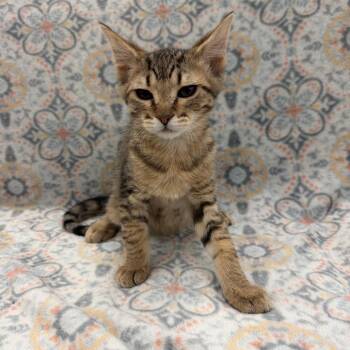 Owen -  Domestic Short Hair Cat for Adoption in Raleigh, North Carolina - Owen | PetCurious