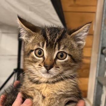 Theodore -  Domestic Short Hair Cat for Adoption in Cathlamet, Washington - Theodore | PetCurious