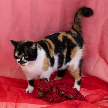 Domestic Short Hair Cats Available for Adoption - Mosaic-C | PetCurious