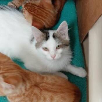 Comet -  Domestic Long Hair Cat for Adoption in Springfield, Illinois - Comet | PetCurious