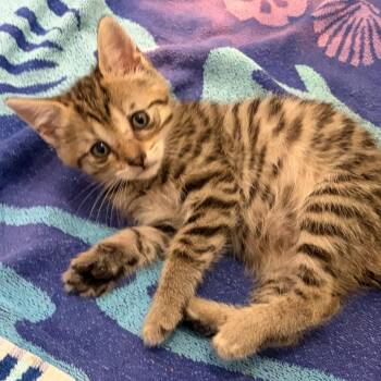 Jasper -  Domestic Short Hair Cat for Adoption in Huntsville, Alabama - Jasper | PetCurious