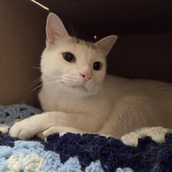 Marshmellow -  Domestic Short Hair Cat for Adoption in Ballston Spa, New York - Marshmellow | PetCurious
