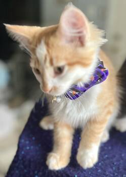 RAVENNA -  Tabby and Domestic Medium Hair Cat for Adoption in Minesing, Ontario - RAVENNA | PetCurious