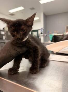 SCAMP -  Domestic Short Hair Cat for Adoption in Thousand Palms, California - SCAMP | PetCurious