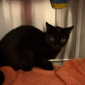 Dumpty -  Domestic Short Hair Cat for Adoption in Council Bluffs, Iowa - Dumpty | PetCurious