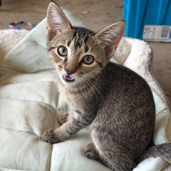 Turtle Dove -  Domestic Short Hair Cat for Adoption in Austin, Texas - Turtle Dove | PetCurious