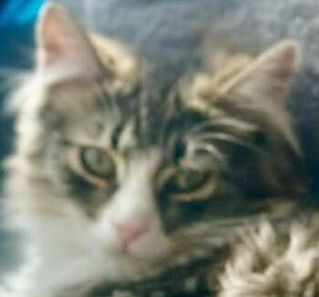 Tabby and Domestic Long Hair Cats Available for Adoption - BEANIE | PetCurious