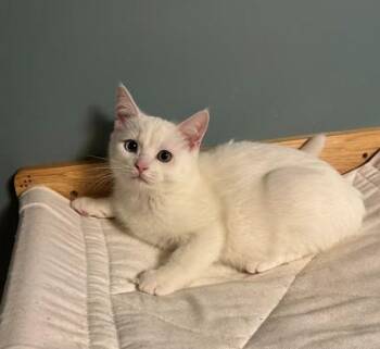 Rescue Scottish Fold Cats for Adoption in Andover, Minnesota - Tapatio | PetCurious
