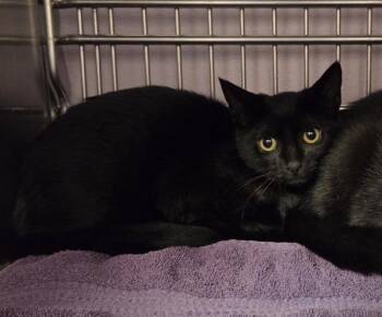 Katsu - Barn Cat -  Domestic Short Hair Cat for Adoption in Vancouver, Washington - Katsu - Barn Cat | PetCurious