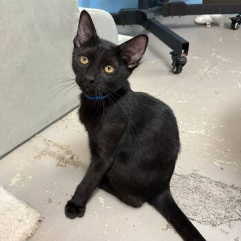 Rescue Domestic Short Hair Cats for Adoption in Laredo, Texas - Tator Tot | PetCurious