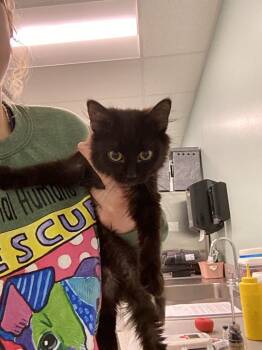 Domestic Short Hair Cats Available for Adoption - Milo | PetCurious