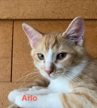 Arlo -  Domestic Short Hair Cat for Adoption in Zimmerman, Minnesota - Arlo | PetCurious