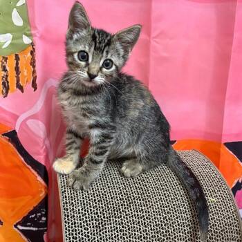 Sassy -  Domestic Short Hair Cat for Adoption in Webster, Texas - Sassy | PetCurious