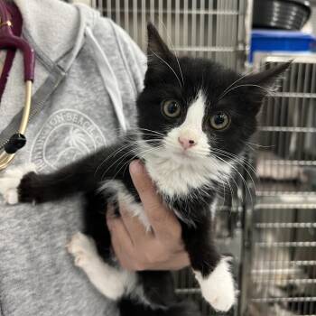 Domestic Short Hair Cats Available for Adoption - Cookies & Cream | PetCurious