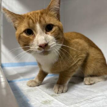 Colby Jack ARC2026-553 -  Domestic Short Hair Cat for Adoption in Akron, New York - Colby Jack ARC2026-553 | PetCurious